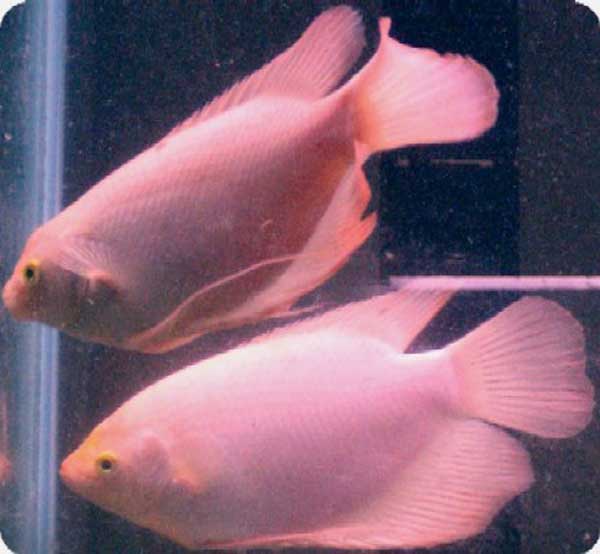 Gourami - Giant Gold Crested White - 4-5 inch